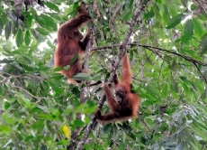 Bedrohte Menschenaffen Orang Utans